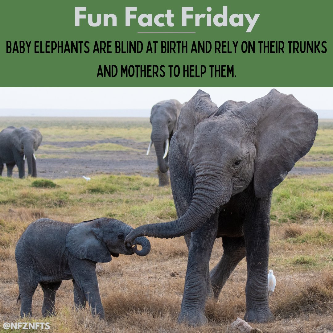 #funfactfriday Did you know this about baby elephants?