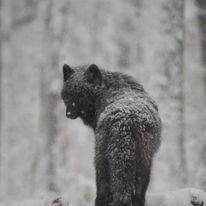 "I am not a wolf in sheep's clothing, I'm a wolf in wolf's clothing"