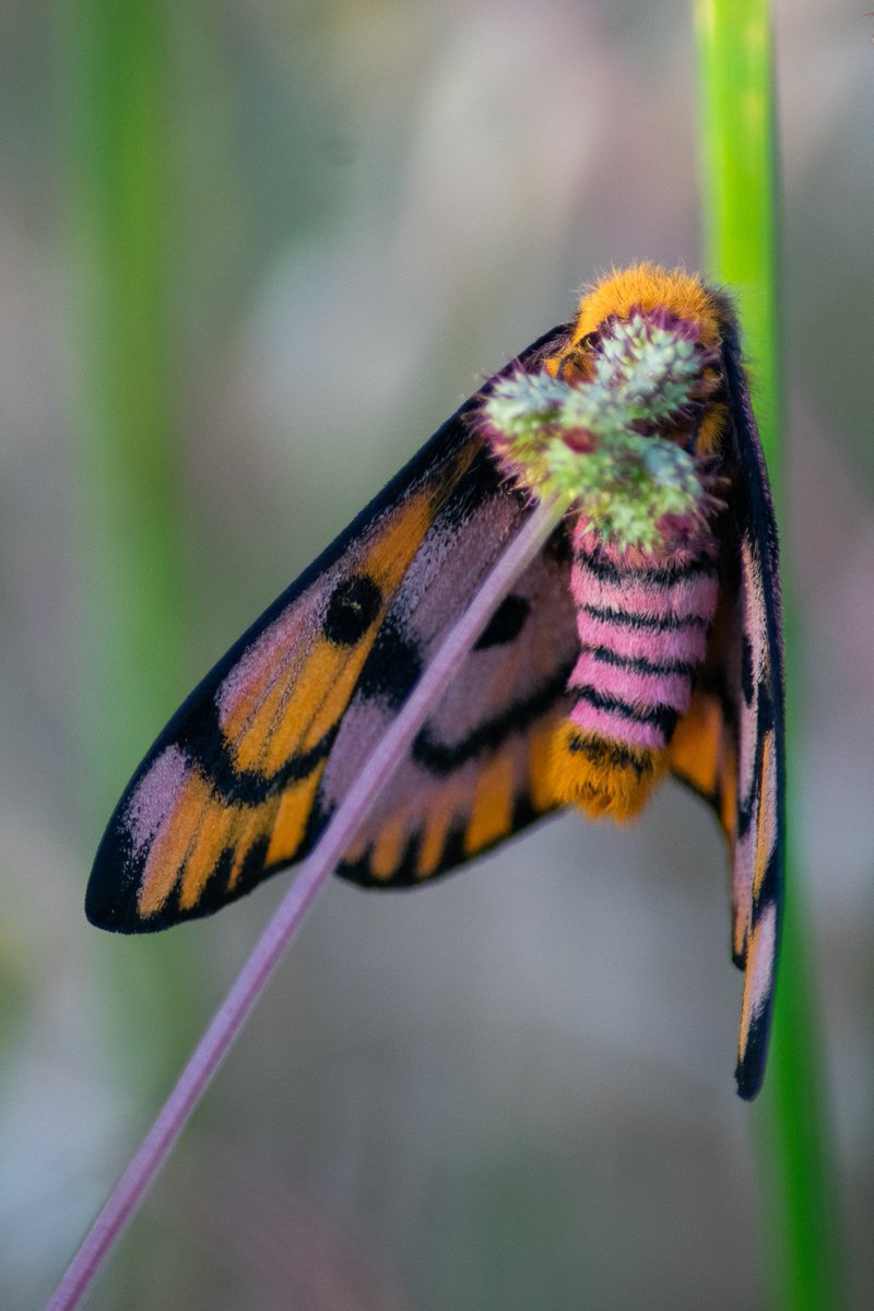 Hot take: The most beautiful lepidopteran in #yyj is not a butterfly but the western sheep moth! Spotted in Uplands Park.