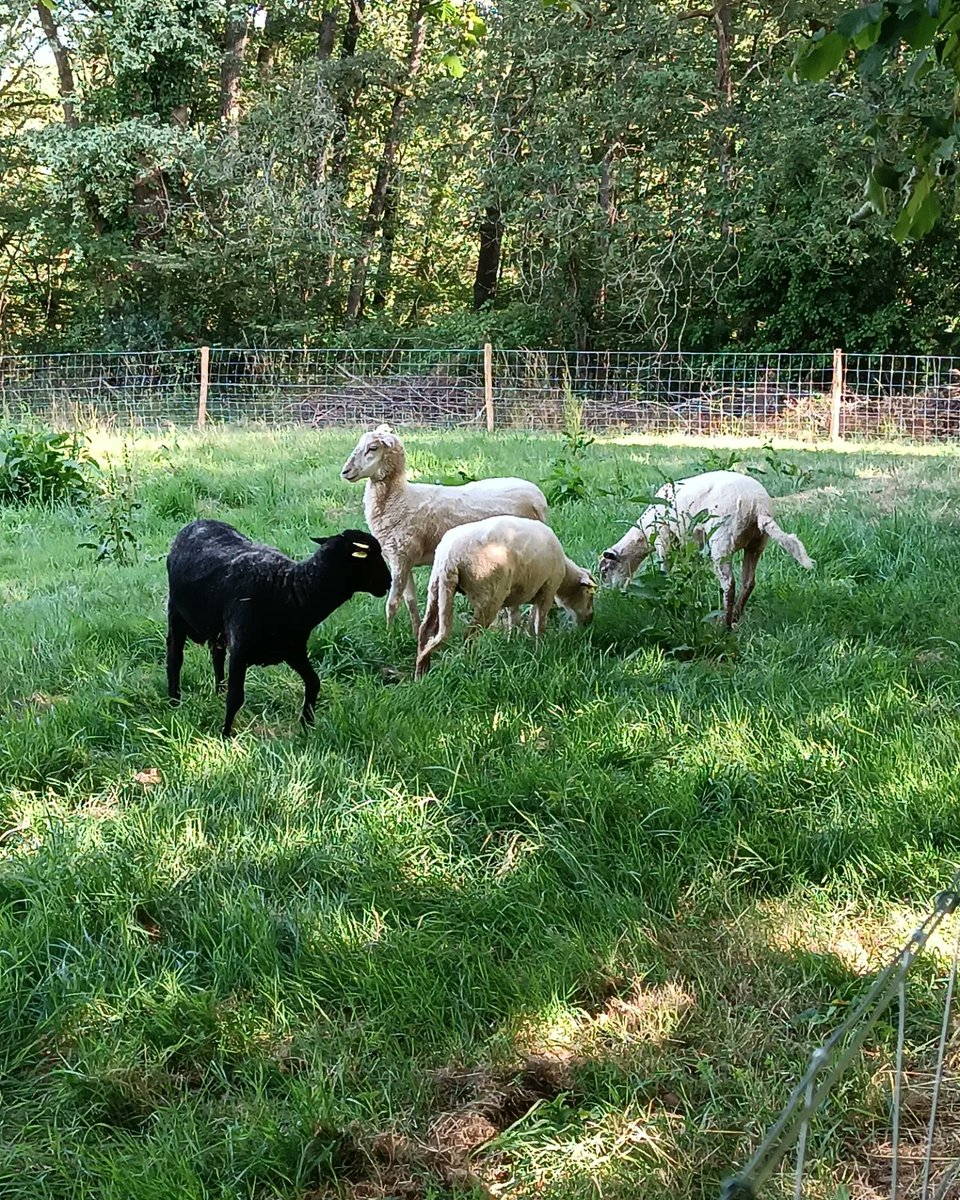 MFR Pignerie (@mfrpignerie) on Twitter photo La <a href="/MFRPignerie/">MFR Pignerie</a> accueille et héberge de nouveaux résidents... 🐑😁
C'est ça aussi d'être engagé dans une démarche #RSO et un établissement #ecoresponsable
#ecologie #ecopaturage #ecoresponsable #MFR #RSO La <a href="/MFRPignerie/">MFR Pignerie</a> accueille et héberge de nouveaux résidents... 🐑😁
C'est ça aussi d'être engagé dans une démarche #RSO et un établissement #ecoresponsable
#ecologie #ecopaturage #ecoresponsable #MFR #RSO