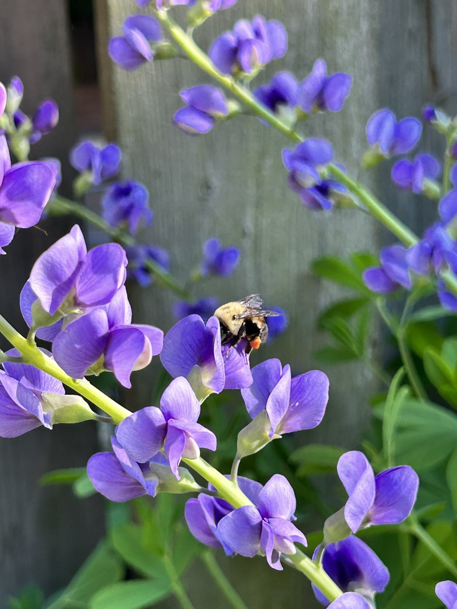 lilidrew's tweet photo. Love the attention my False Blue Indigo gets this time of year. Just look at those saddlebags! #plantnative #pollinators #bumblebees #buzzbuzz #ontario https://t.co/ZDLeVV5OlF
