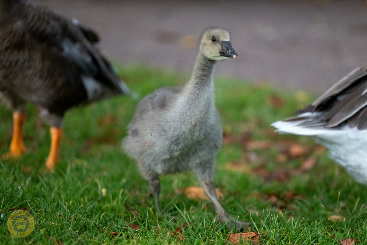 CoastCams247's tweet photo. Our gosling is doing well.  #waterfowlphotography #waterfowler #homesteadinglife https://t.co/fP1tTFzdr4