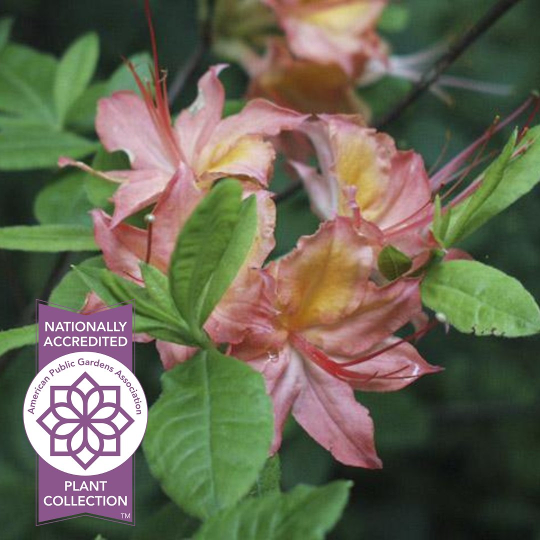 PublicGardens's tweet photo. #FridayFlora - Planting native plants is crucial for supporting pollinators and creating harmonious relationships that ensure the survival of both the plants & #pollinators. The native #azalea Rhododendron collection at the @TheNCArboretum #Arboretum in #Asheville #NorthCarolina. https://t.co/ahB791d9Gw