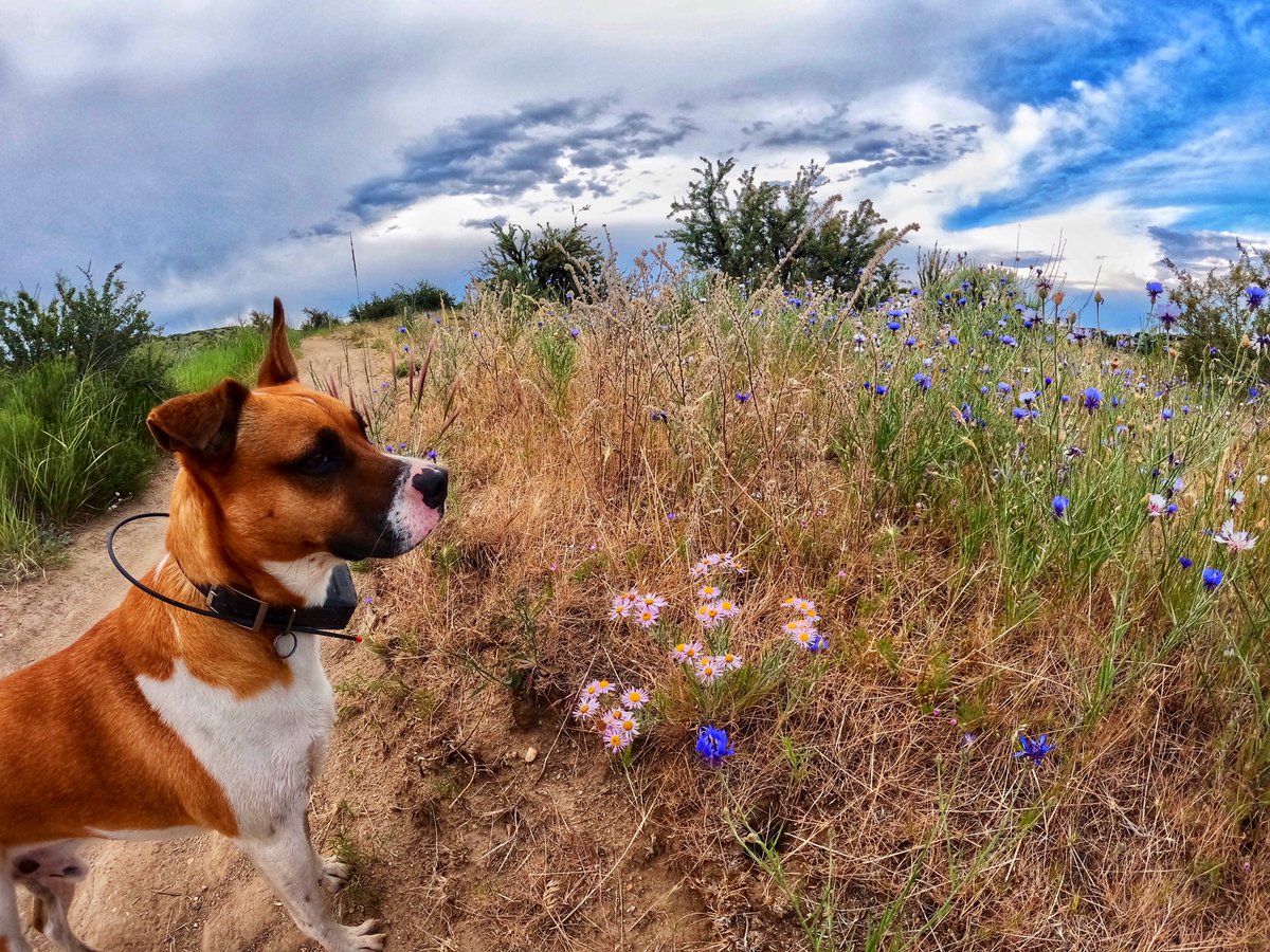 8ntmuch's tweet image. Nice and easy dirt this morning!

Felt like the temps where perfect, with overcast sky’s and a slight breeze. Olly sandblasted me often with his zoomies.  He was also in a battle with 5 magpies that were toying with him. Lol

Hope everyone has a great day!

#strava #trialrunning