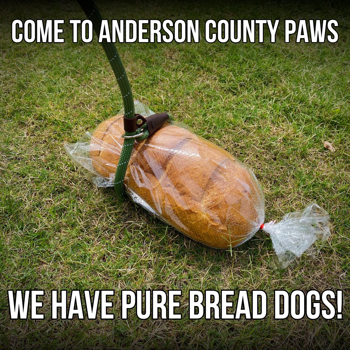 They're house trained, don't bark, and they even know how to 'roll-loaf-er'! 😂😂😂

#AndersonCountyPAWS #animalshelter #joke #badpun #PureBreadDog #southcarolina #anderson