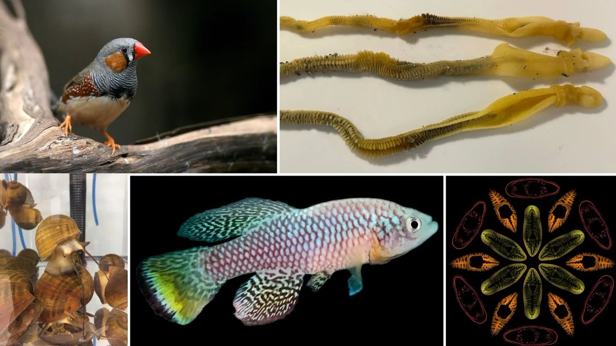 anil oza tweet media