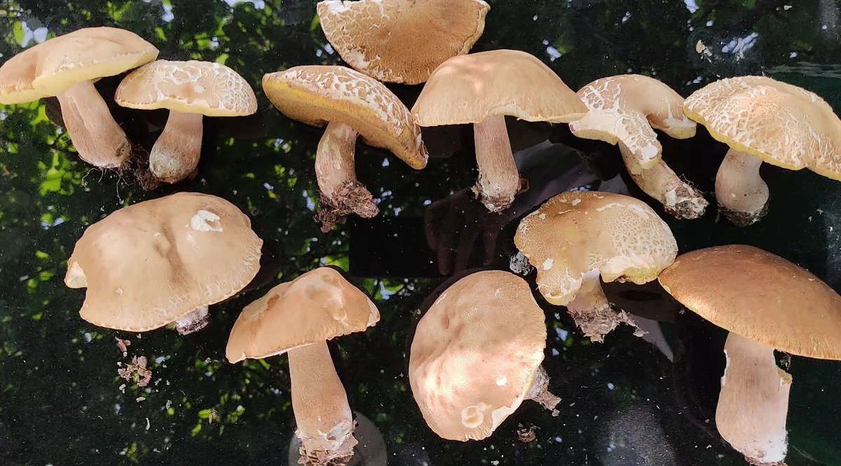 ivacap's tweet photo. #mushrooms https://t.co/2S3jgFK6QJ