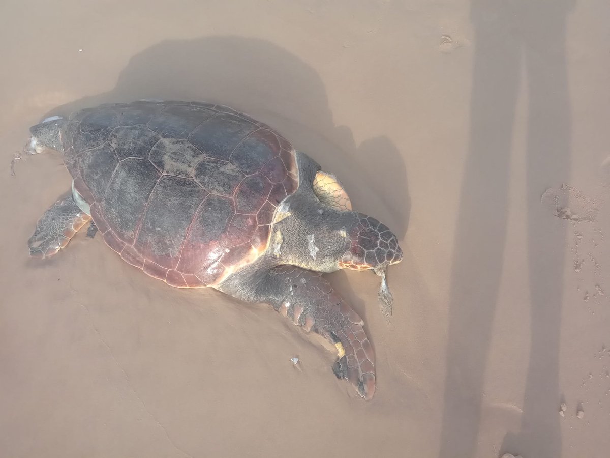 TorreviejaVista's tweet image. vistaalegretorrevieja.com/?p=25540
Varamiento de una tortuga boba entre La Mata y Guardamar. #tortuga #varada #LaMata #Guardamar