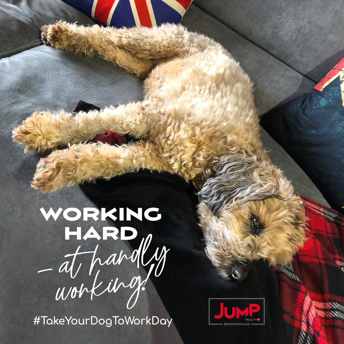 Sasha is the absolute best at her job 🐾
Give us a ❤️ if you have an office pup!
.
.
#JumpRealty #takeyourdogtoworkday #realestate #yqg #yqgbusiness #windsoressex #dogsofinstagram #dog #dogs #takeyourdogtowork