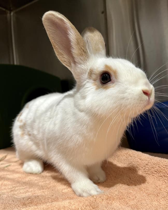 LUCY is a young bunny rabbit from #SanFrancisco, CA. petfinder.com/petdetail/6481…