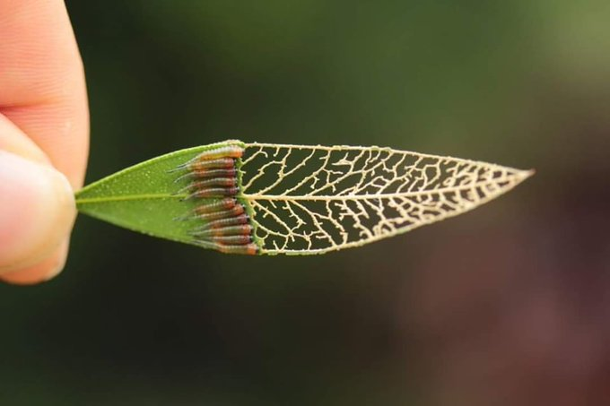 This bottlebrush leave eatean by sawfly larvae is actually a stunning work of art [📷 Matthew Axisa: flic.kr/p/23RPwTh] #nature #photography #Bitcoin #environnement  #Travel