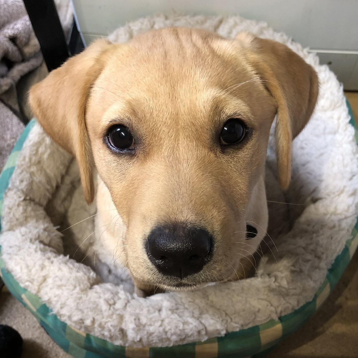 KTHallmark's tweet image. @hd_puppy Ruby ‘helping’ in the workshop today #WorkshopAssistant
Staring 👁️👁️ really helps!