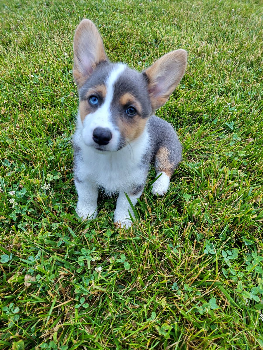 CorgiDuncan's tweet image. Mom and Dad brought me home a sister but haven&apos;t picked a name for her. Zowie,Zoey, Trixie,Iris? #CorgiCrew #corgi #dogsoftwitter #Bowie