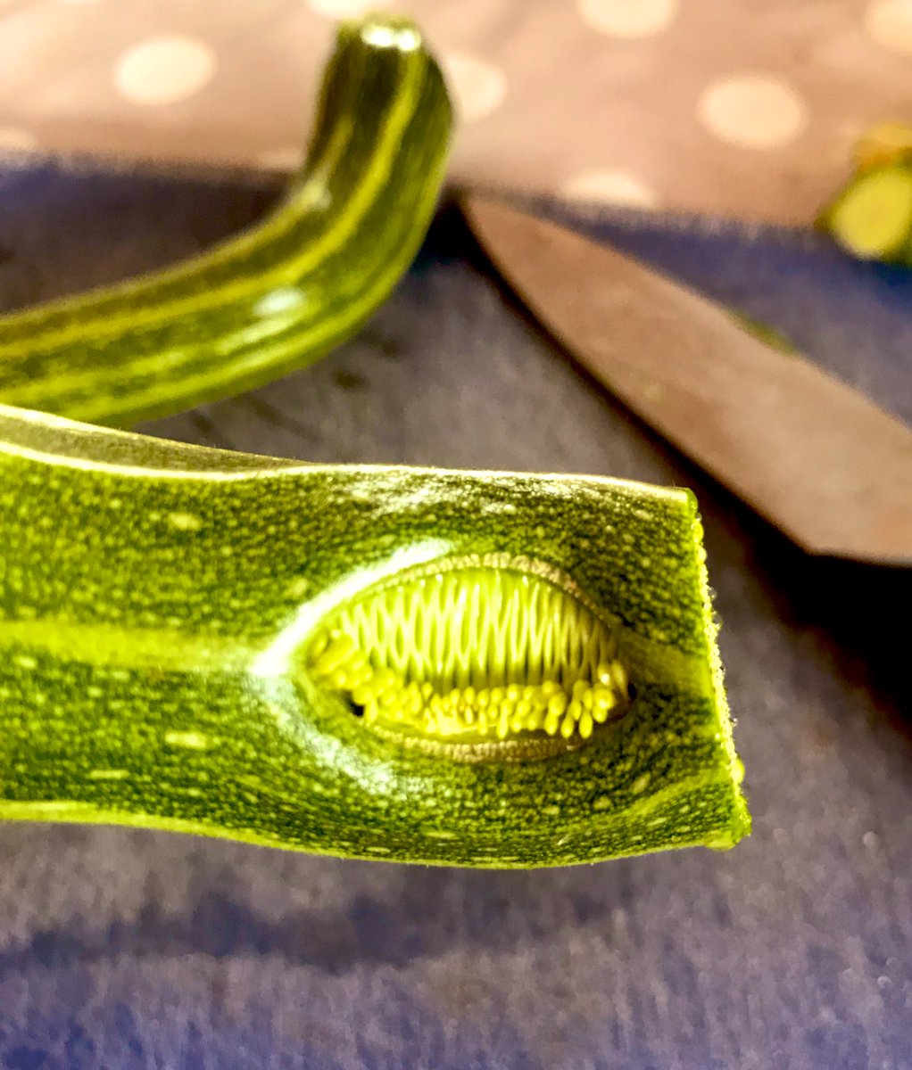 This freaked me out! Teeth on a courgette 😳like something off a horror film! #gardening #gardeningtwitter #growyourown #homegrown #smallholding