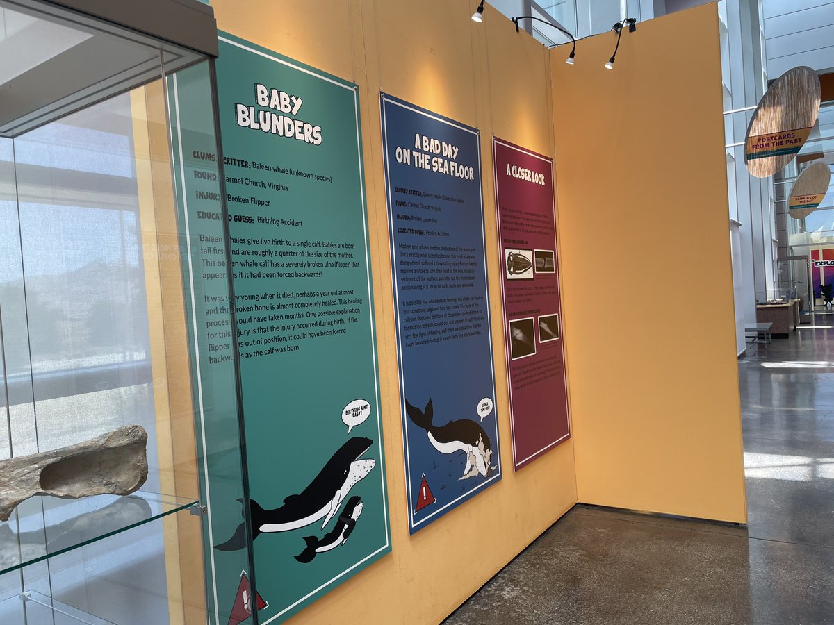 Max Mastodon (@maxmastodon) on Twitter photo Anyone can be a klutz sometimes! “Clumsy Critters”, a new exhibit <a href="/WesternCenter/">Western Science Center</a>, features 4 fossil animals that managed to hurt themselves during their lives.
#FossilFriday #paleontology #fossil #scicomm #paleopathology Anyone can be a klutz sometimes! “Clumsy Critters”, a new exhibit <a href="/WesternCenter/">Western Science Center</a>, features 4 fossil animals that managed to hurt themselves during their lives.
#FossilFriday #paleontology #fossil #scicomm #paleopathology