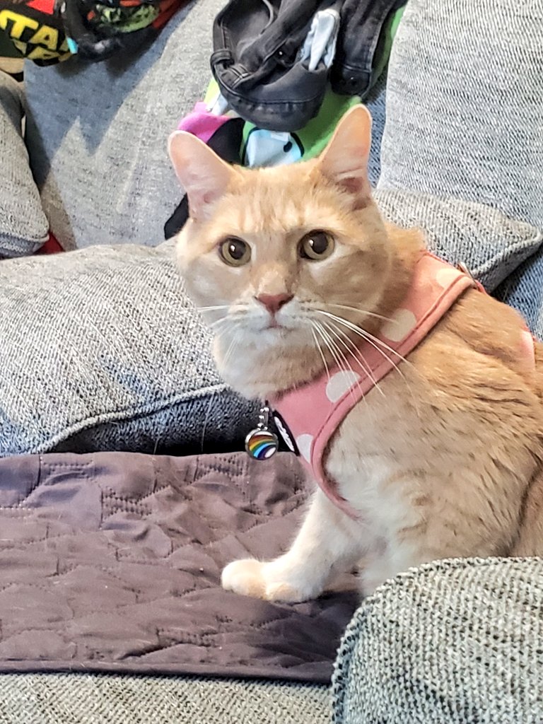 LitolKittyBoye's tweet photo. Ime got an brande new #reddingo tag ! Feelin g kwite hand-some :3 https://t.co/Oz9ccYUIeb