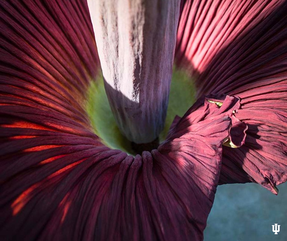 Wally, we are ready! For the third time, the @IUBiology Building greenhouse’s corpse plant named Wally is preparing to bloom. Take a closer look: bit.ly/3NGu0A0