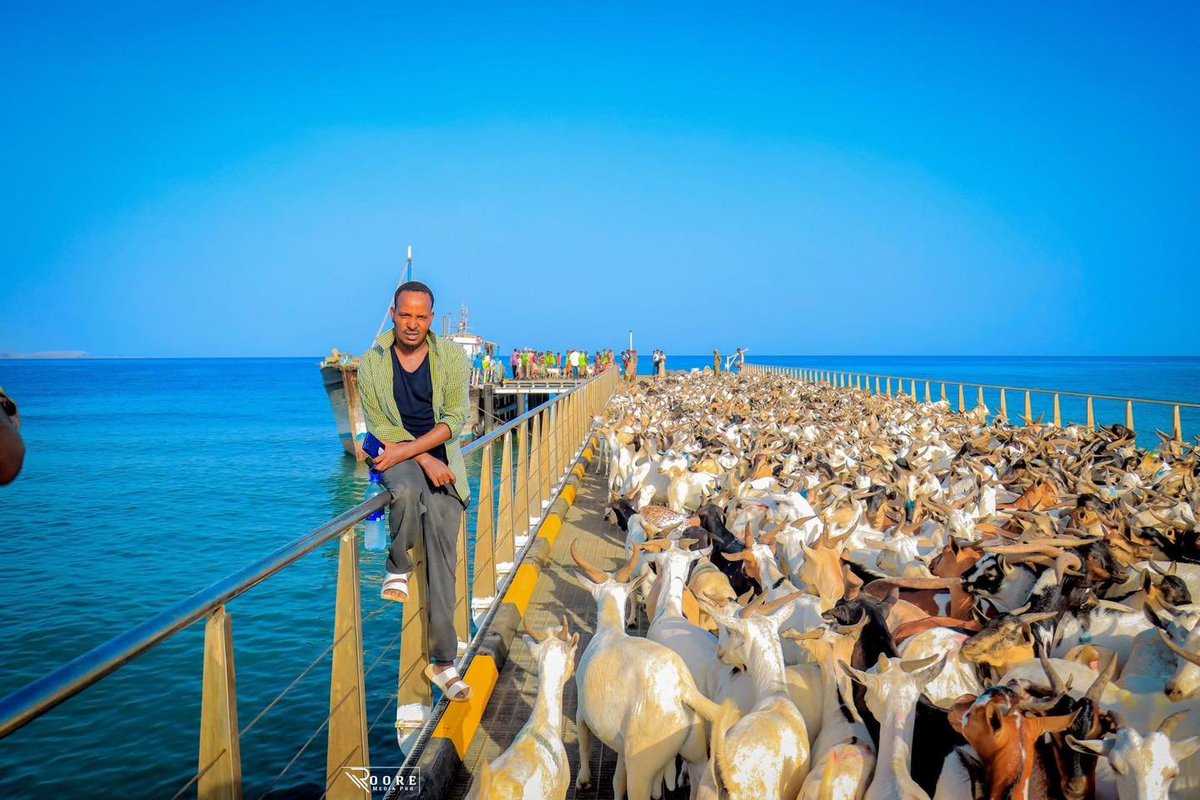 Second batch of livestock shipped from busy
Maydh dock, Sanaag.

#Sanaag