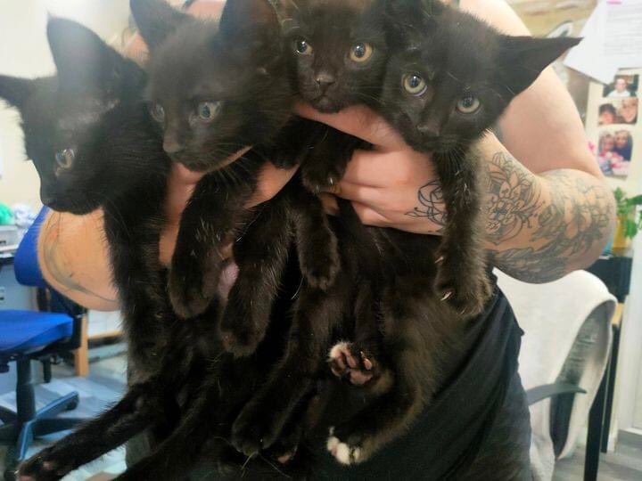 Big Hearts 4 Small Paws tweet media