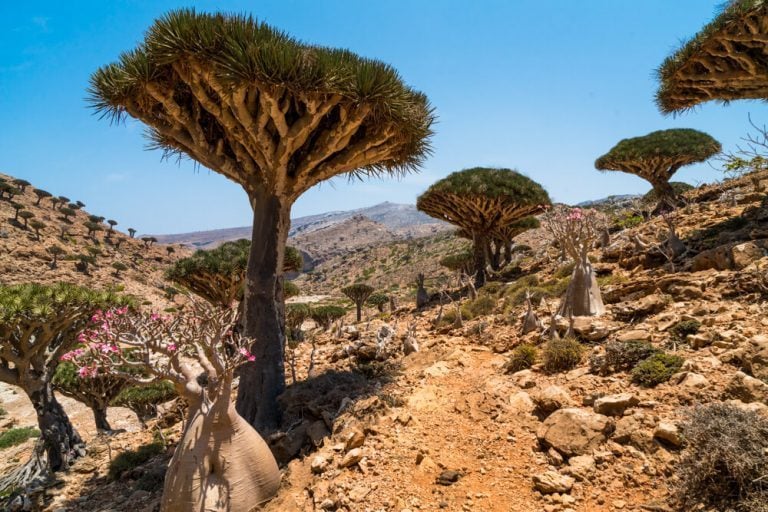 Socotra, a remote island off the coast of Yemen 🇾🇪 Where peculiar dragon's blood trees grow 🐲🌴