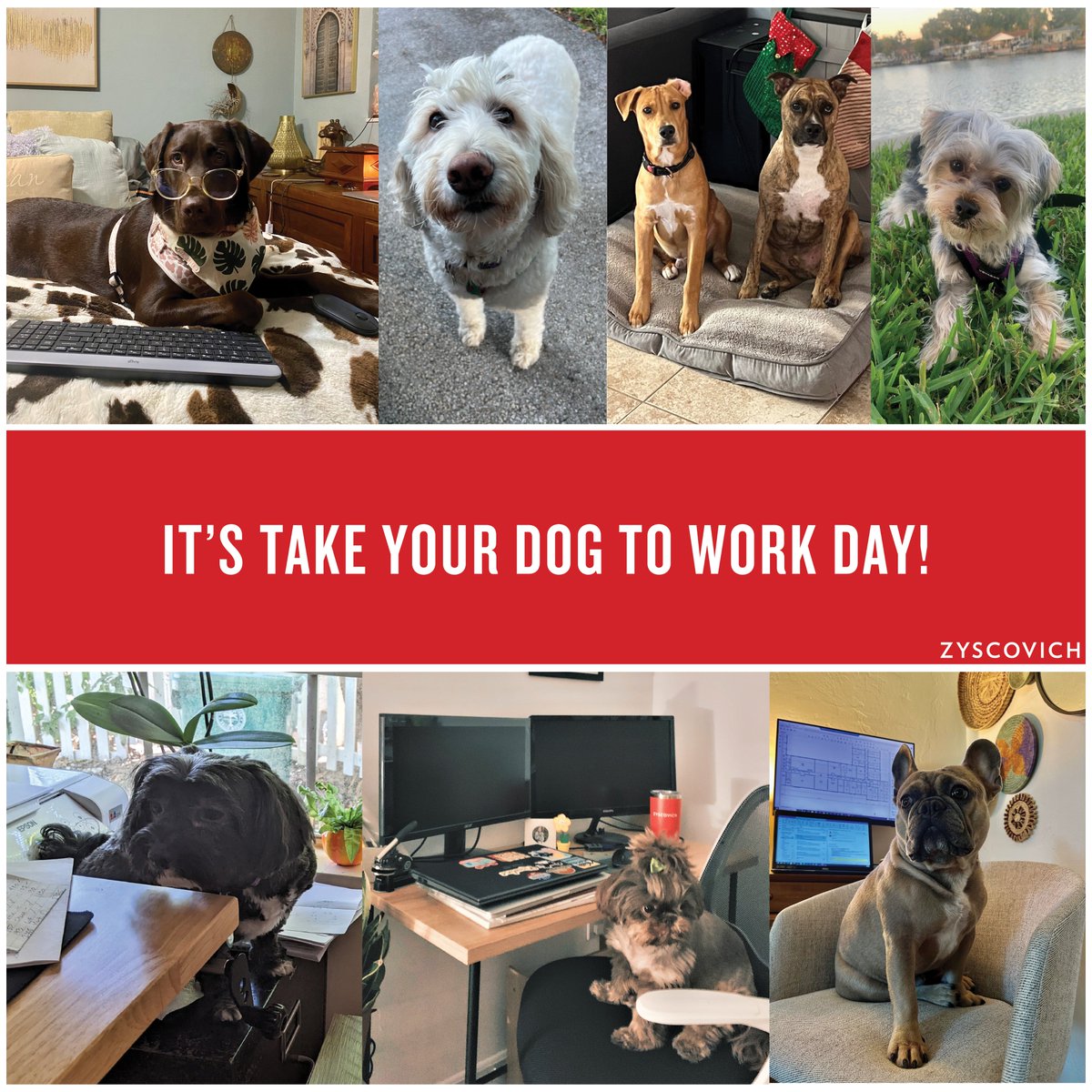 Zyscovich tweet media