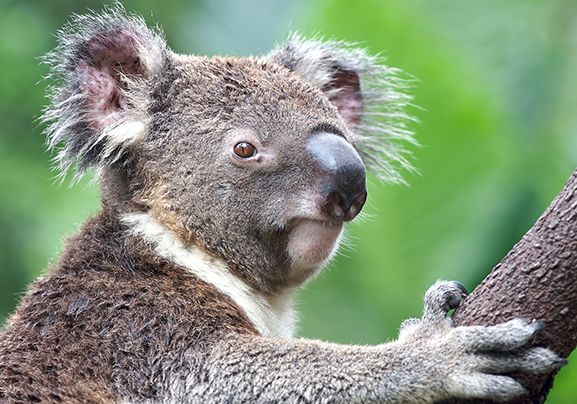 'Koalas have poor vision and rely heavily on their other senses. They have excellent hearing which helps them detect predators and other koalas. They have an acute sense of smell which also helps them detect other koalas...'. Mar 24, 2022 natgeokids.com/uk/discover/an…