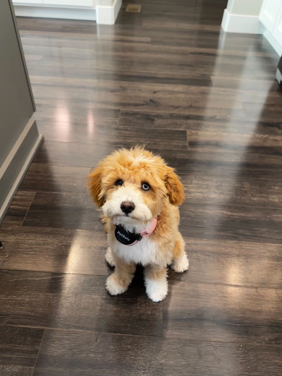 Who thinks we need to add more #dog content to our feeds? 🙋‍♀️

Meet part of the pUptycs team here: Peaches, Dewey, Bruno, and Karl 💜 

#TakeYourDogToWorkDay #WFH #TGIF