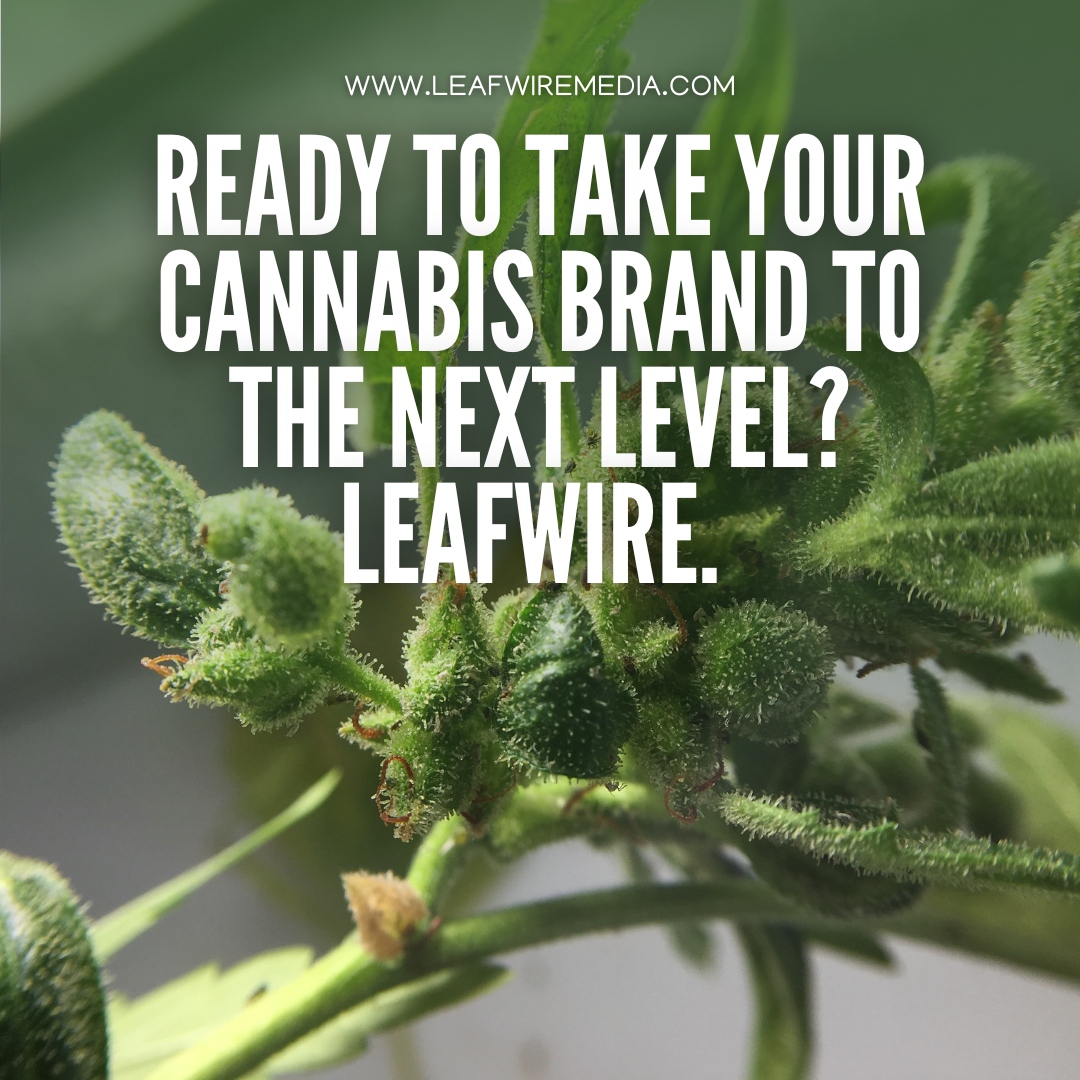 Learn more about our comprehensive marketing solutions at leafwire.com. Discover how Leafwire Media can help your cannabis business thrive in a competitive market.

#CannabisIndustry #Cannabiz #Cannabusiness #cannabisbusiness