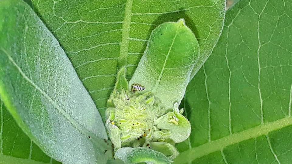 This appears to be a good year for #MonarchButterflies in my area. I am pausing my egg/cat gathering until I get a good count on the tiny cats I have already brought in. I may be getting close to the 100 that my licence allows. And so many more on my milkweed!
#PollinatorWeek