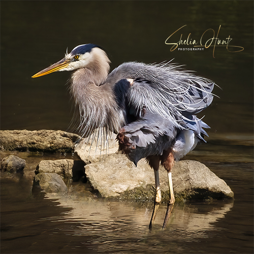 “𝐅𝐈𝐒𝐇𝐈𝐍𝐆 𝐖𝐈𝐓𝐇𝐎𝐔𝐓 𝐀 𝐋𝐈𝐂𝐄𝐍𝐒𝐄”
New from our Northeast Tennessee Gallery! Got a #wildlife lover in your family? Perfect for home or office!

#GreatBlueHeron #heron #BuyIntoArt #Tennessee #NortheastTennessee #fishing

Prints available at shelia-hunt.pixels.com/featured/fishi…