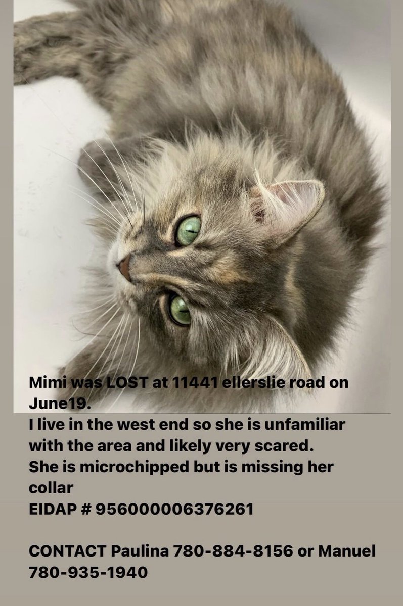 SAFEteamrescue's tweet photo. ***COURTESY POST - MISSING KITTY IN ELLERSLIE AREA OF EDMONTON - PLEASE SHARE***

Please see the included picture for details. Thank you for your help in getting this kitty back home safely.  #yeglostpets #yeglostcat #yegmissingcat #yegmissingpets #yeg https://t.co/3VaL6gdPNf