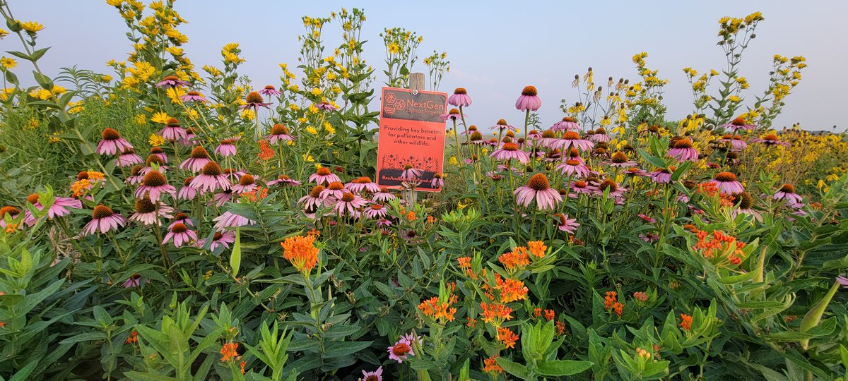 TBFredricks's tweet image. @Bayer4Crops is proud to partner with @beebutterflyorg to promote NextGen conservation habitat projects. 
Plant your own project with FREE seed by applying for the Seed a Legacy program at beeandbutterflyfund.org/seed-a-legacy-…!

#PollinatorWeek2023