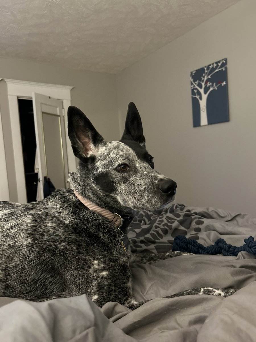 eepalmer22's tweet photo. @HomefieldApparl Shop dog merch? My humans would buy dog merch tested by shop dog AND human merch ft shop dog. Right, dad?@JonathanRedding https://t.co/x9NWoV48pf