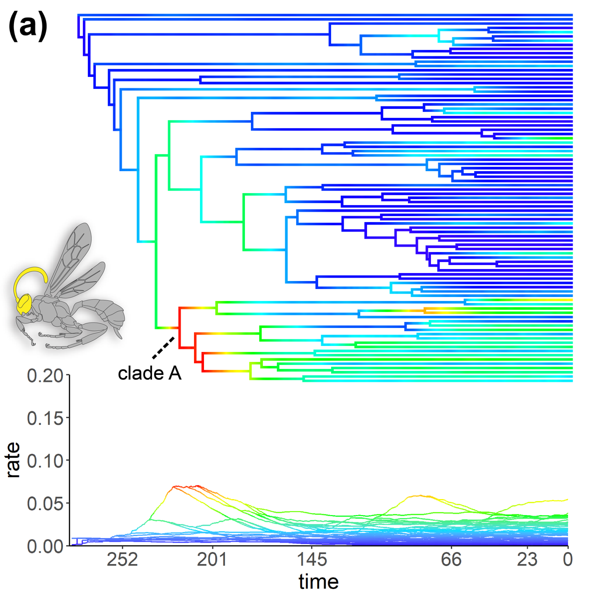 Thank you to everyone who attended our #Onthophylo workshop on reconstructing ancestral #phenomes at #Evol2023! 📦🎉 Your presence and engagement made it a memorable experience!!! 🎀
PS. Check out this preprint to learn more about #Ontophylo. biorxiv.org/content/10.110… <a href="/luomus/">Luomus</a>
