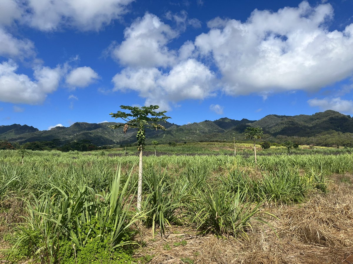Another lovely day from our Kunia farm.