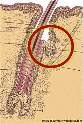 SisterlocksBlog's tweet image. Sisterlocks Birthday Month - Day 23 - mailchi.mp/sisterlocks.co…
In 2016 we created a Trichology Analyst program. One of my post-pandemic goals for Sisterlocks is to reinvigorate that program. There are so many of us out there who could use a little help with our hair loss issues.