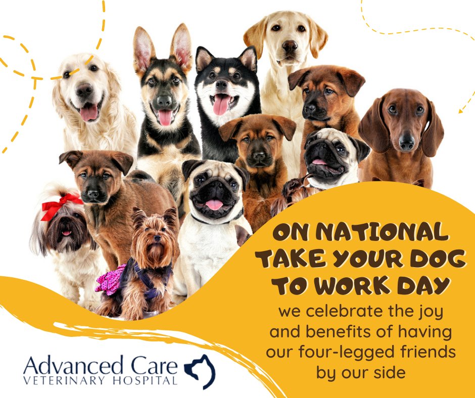It's time to bring your furry co-worker to the office! On National Take Your Dog to Work Day, we celebrate the joy and benefits of having our four-legged friends by our side. Share a photo of your pup at work in the comments below!

 #DogAtWork #PetFriendlyOffice