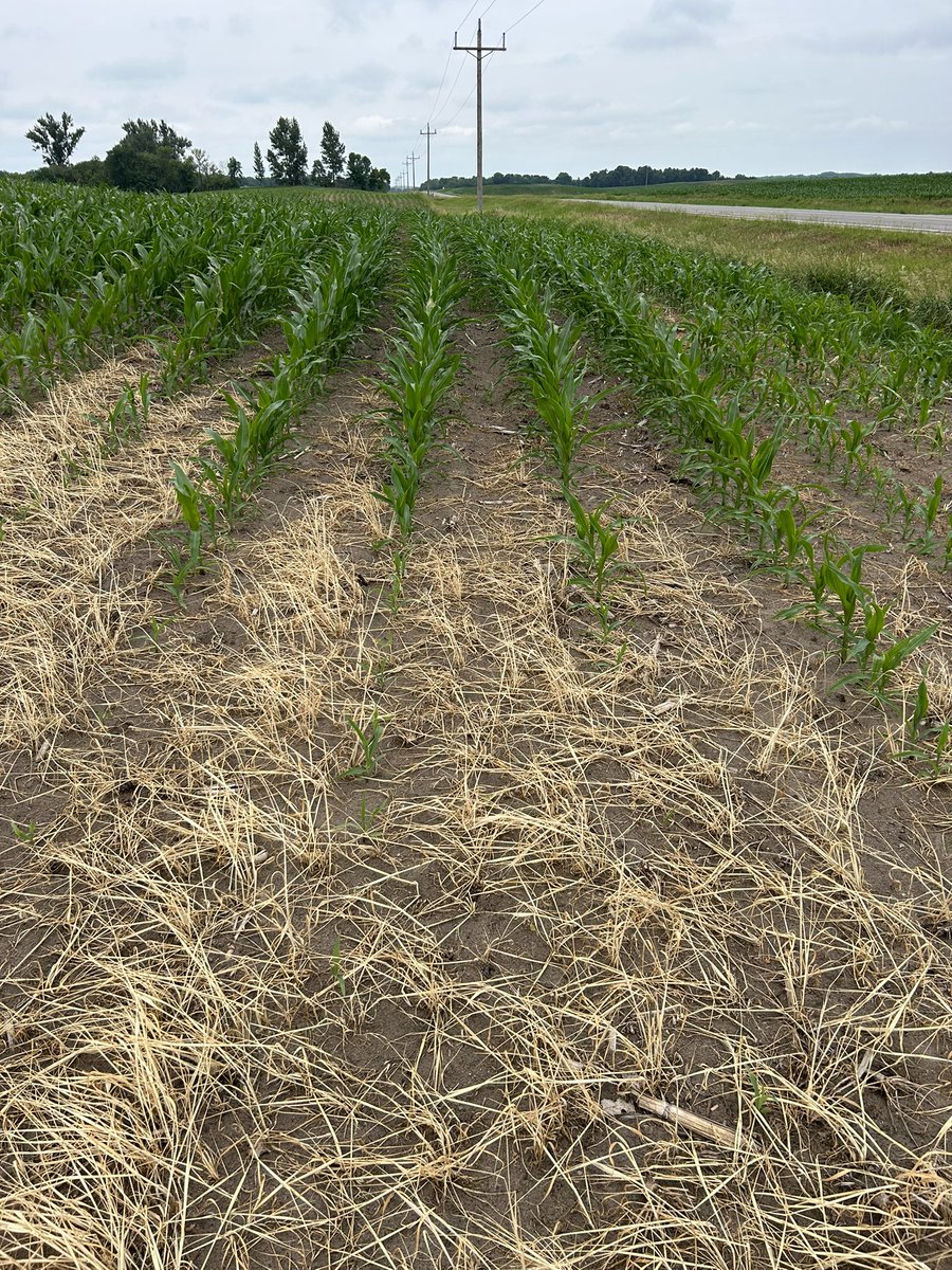 Covercrops steal