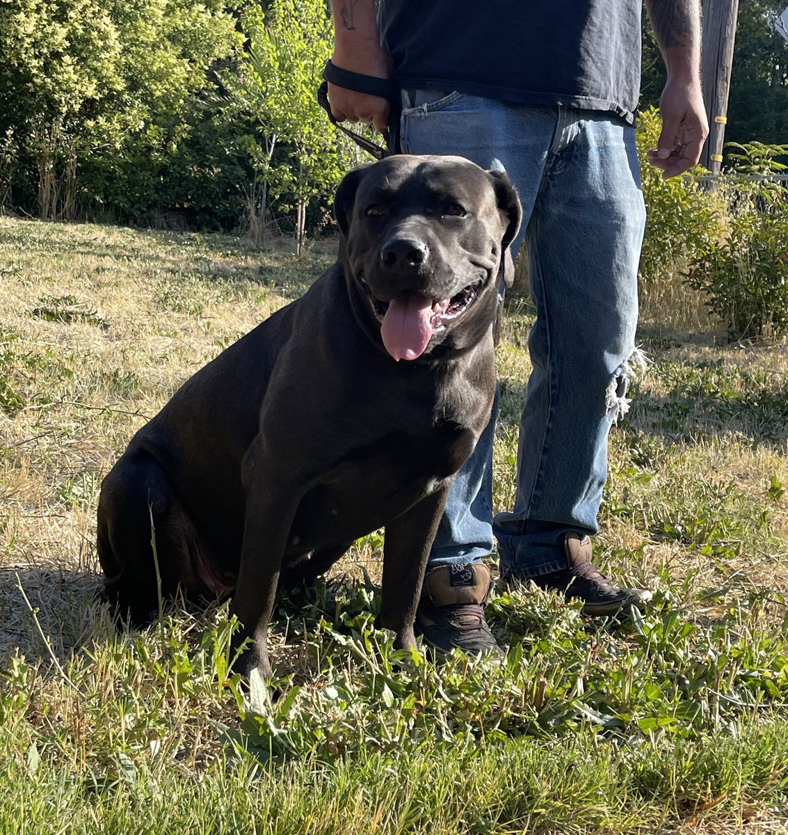 MzzMizery's tweet photo. Early morning Elvira pics. #elviramistressofthebark🐾 #Elvira #CaneCorso #labradorretriever #LabradorCorso https://t.co/aPIBsLsMQV