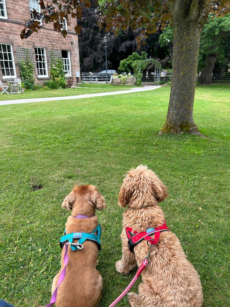 Lovely Alice & Tiggy waiting for a biscuit!  #bestboutique #bestboutiquehotel #dogfriendlygarden #beergarden #derbyshiredining #callfordrinks #englishcountrygarden #englishcountryhouse