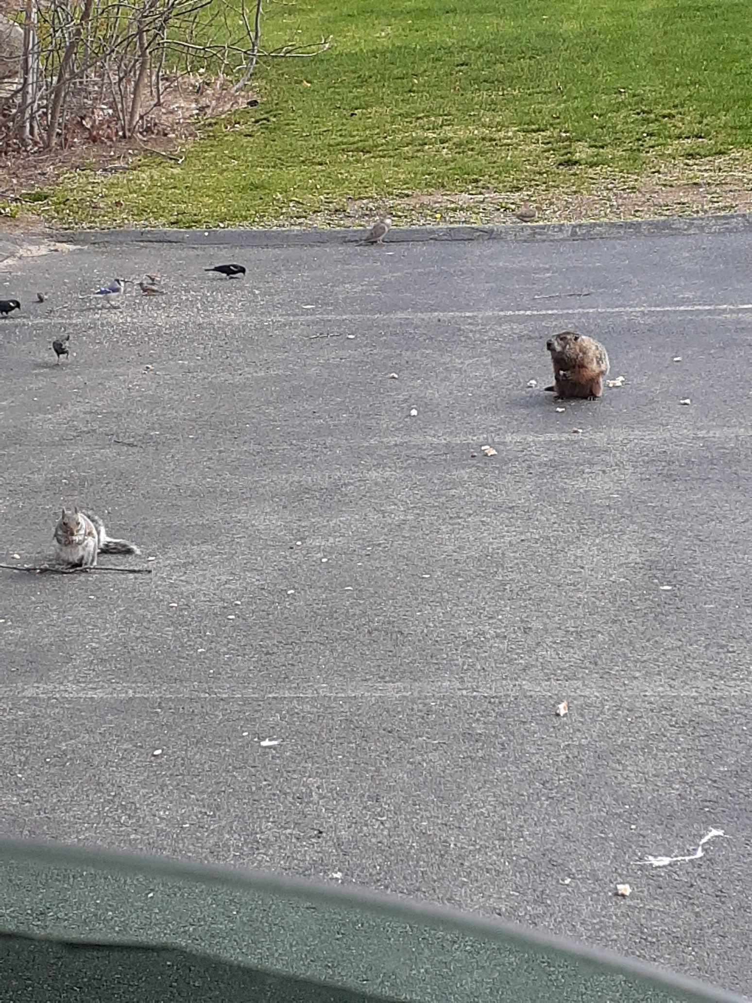 jay420 on Twitter: "This beautiful Red Tail Hawk is ruining my brid