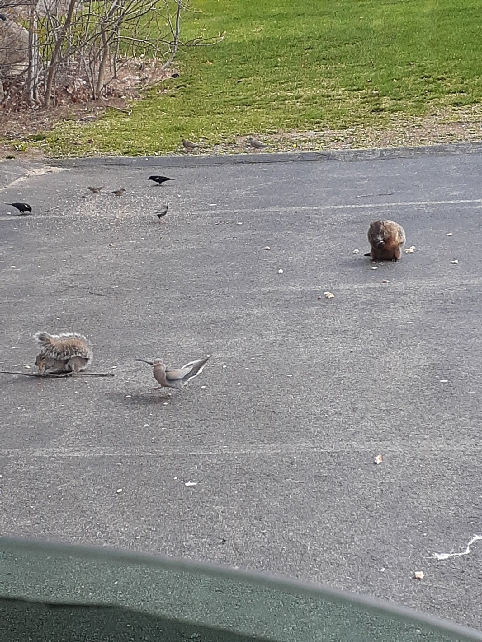 jay420 on Twitter: "This beautiful Red Tail Hawk is ruining my brid