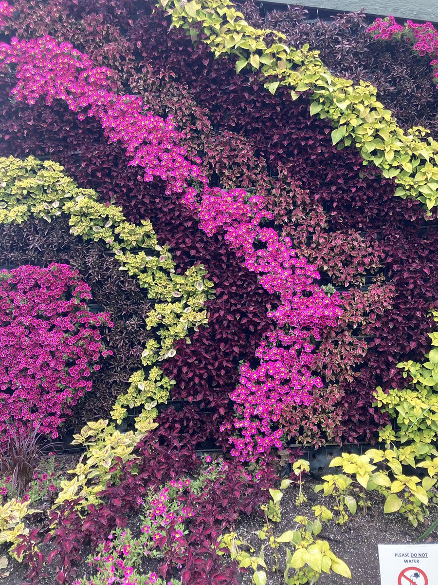 Wishing all a day full of sunny smiles and happy thoughts. This is not just another day, it’s a day of new possibilities and happiness. Let’s start it with positivism. 🌹- my
Beautiful vertical coleus garden in Lafarge, Coquitlam, BC#Nature
#NaturePhotography 
#TwitterGardening