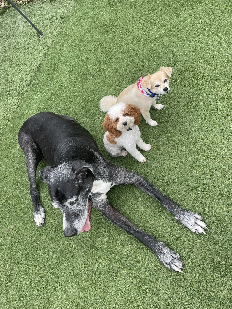 Corcha Balanced K9 tweet media
