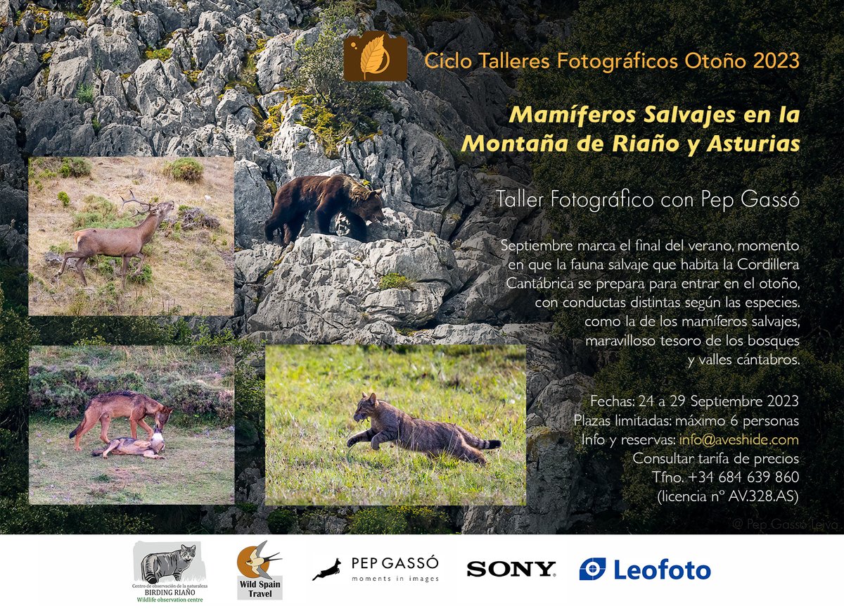 Pep Gassó tweet media