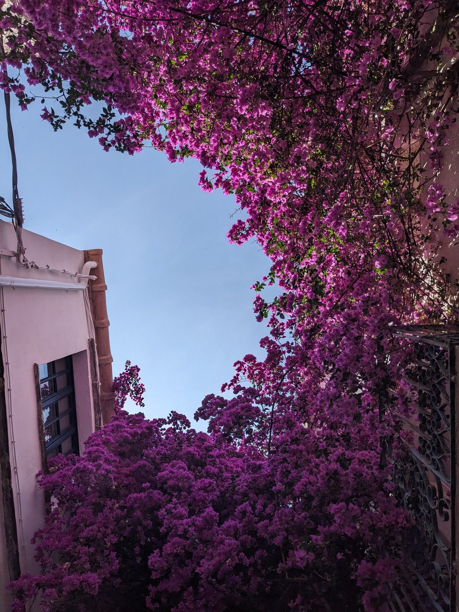 Alma Mary tweet media