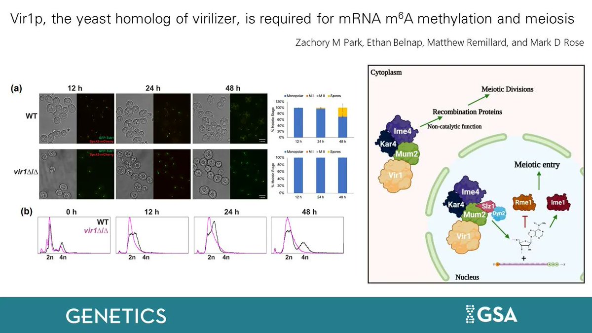 Genetics Society of America (@geneticsgsa) on Twitter photo Recent data by Park et al. suggests that Vir1p, the #yeast homolog of virilizer, is required for cells to initiate the meiotic program and for progression through the meiotic divisions and spore formation. #GENETICS | <a href="/ZachoryP/">Zac Park</a> | bit.ly/3Jh2JBx Recent data by Park et al. suggests that Vir1p, the #yeast homolog of virilizer, is required for cells to initiate the meiotic program and for progression through the meiotic divisions and spore formation. #GENETICS | <a href="/ZachoryP/">Zac Park</a> | bit.ly/3Jh2JBx