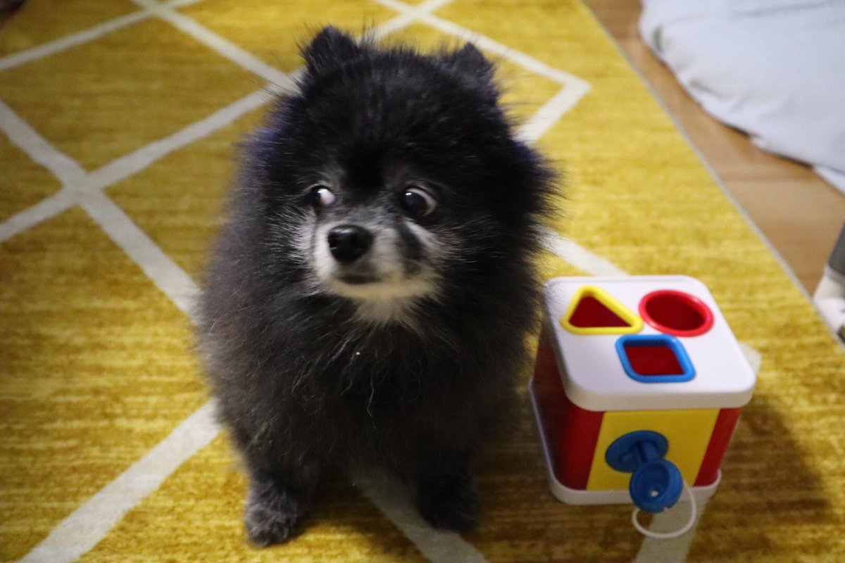 ポメラニアン くま (@kuma05150) / Posts / X