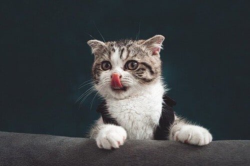 JdanieLDamacio's tweet photo. ¿ Sabias Que?😉

Los gatos son capaces de producir casi 100 sonidos diferentes, mientras que los perros solo 10. Un gato, de hecho, tiene la capacidad de cambiar su maullido para conseguir lo que quiera

Y a ti te gustan los Gatos? https://t.co/mQ53mNg94M