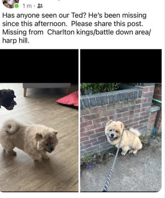 Please help everyone Ted has gone missing in Cheltenham please contact Vicki if you have seen him or have any info the can help +44 7940 175120